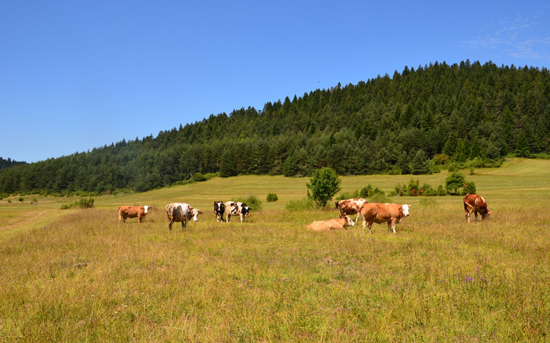 Mucche al pascolo a Gornji Babin Potok