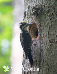 Figure 11 – Three-toed woodpecker Picoides tridactylus