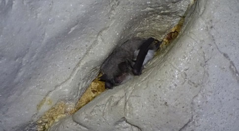 Figure 13 – Long-fingered bat Myotis capaccinii