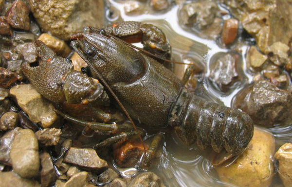 Figure 5 – Stone crayfish Austropotamobius torrentium