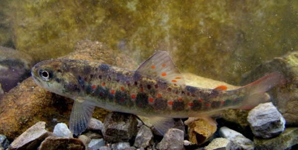 Figure 6 – Brown trout Salmo trutta (photo: Aljoša Duplić)