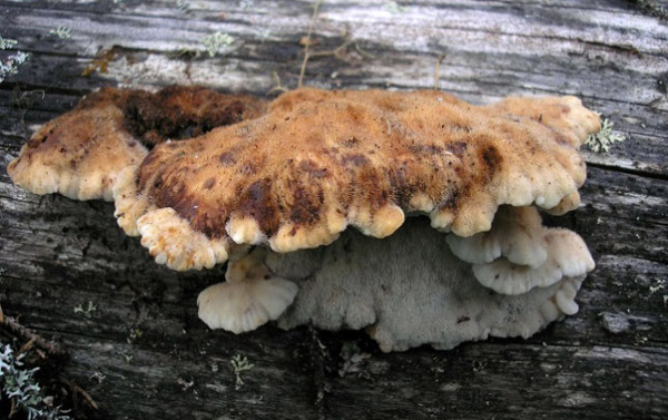 Figure 1 – Northern soft pore fungus Amylocystis lapponicus