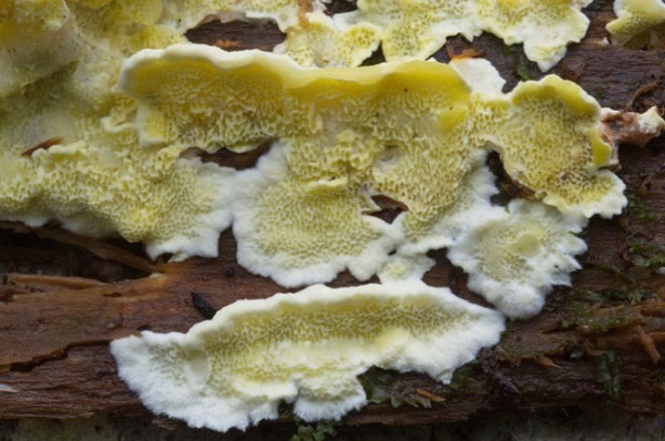 Figure 2 – Rare polypore Antrodiella citrinella