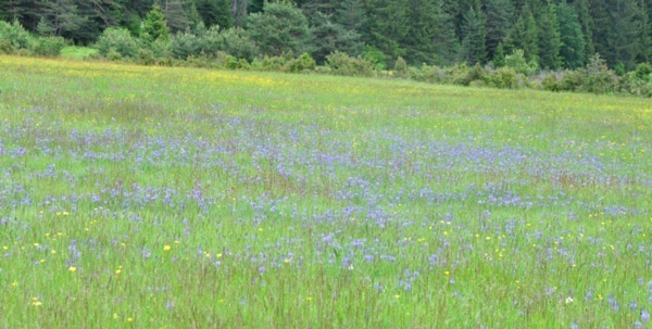 Figure 1 – Purple moor grass and Pannonian sweet pea (As. Molinio-Lathyretum pannonici H-ić. 1963)