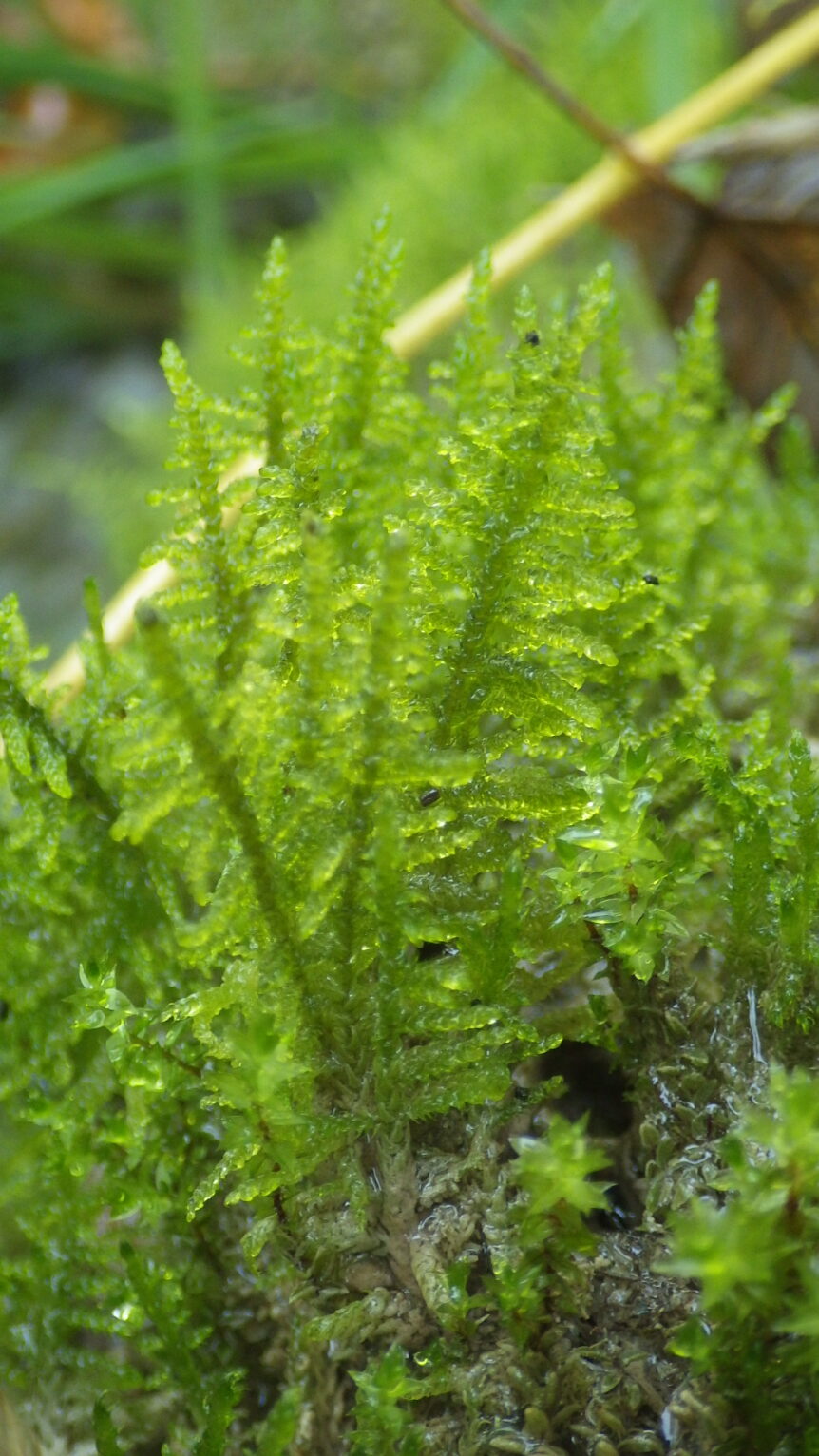 Palustriella commutata (foto A. Alegro) Nacionalni park 