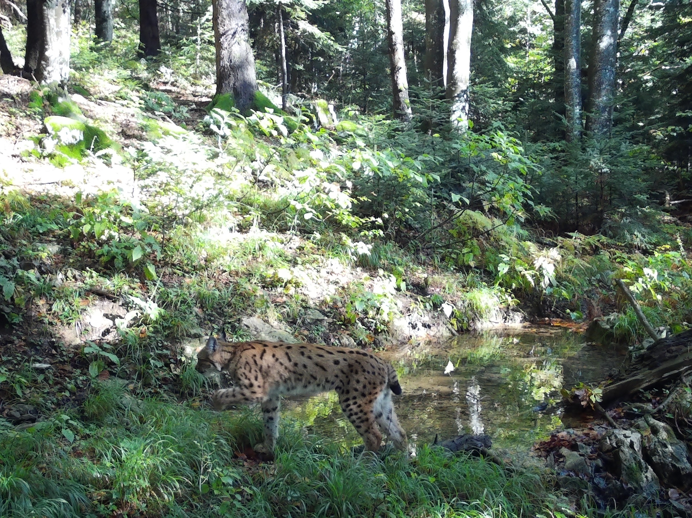 Ris Nacionalni Park Plitvi ka Jezera 