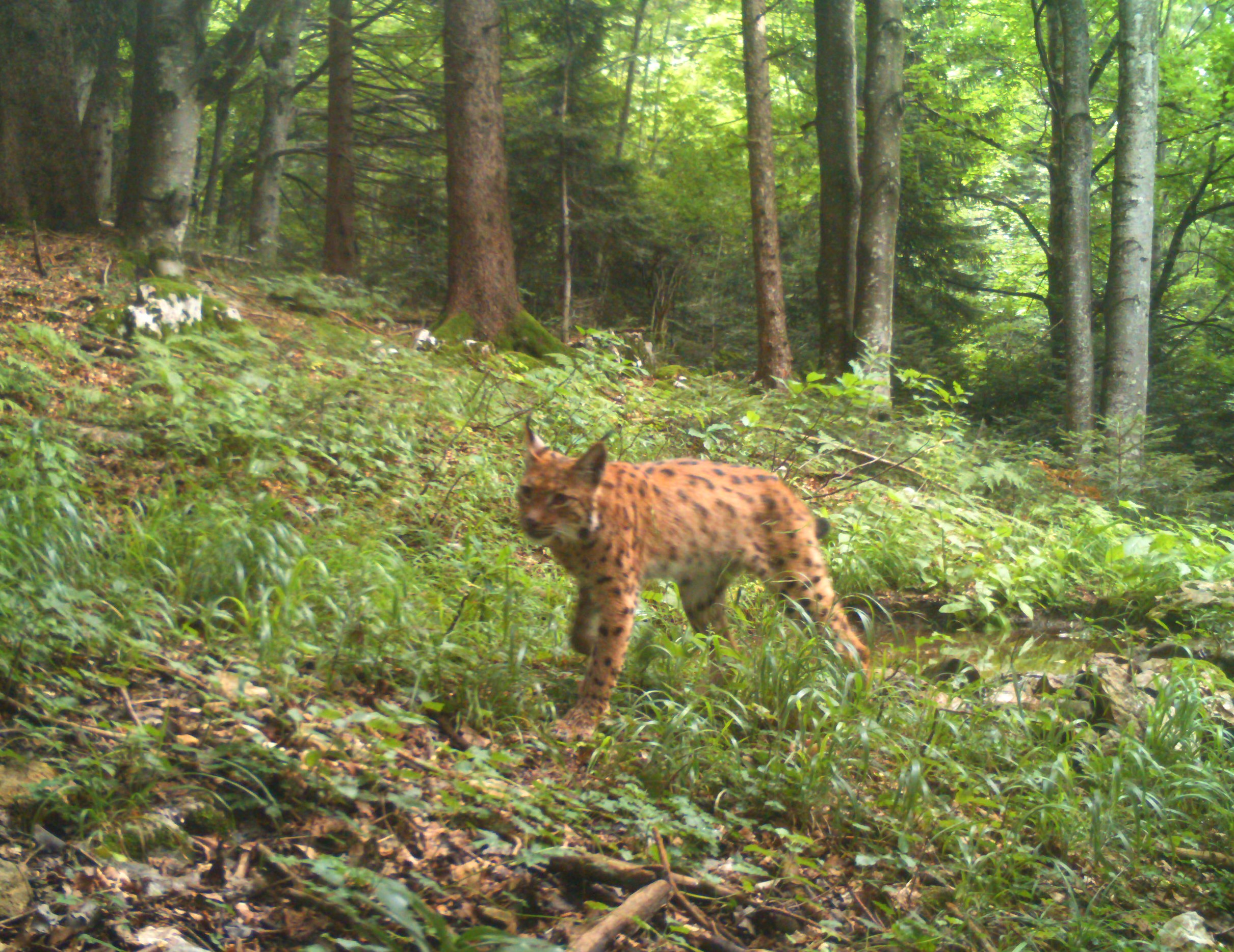 Ris Nacionalni Park Plitvi ka Jezera 